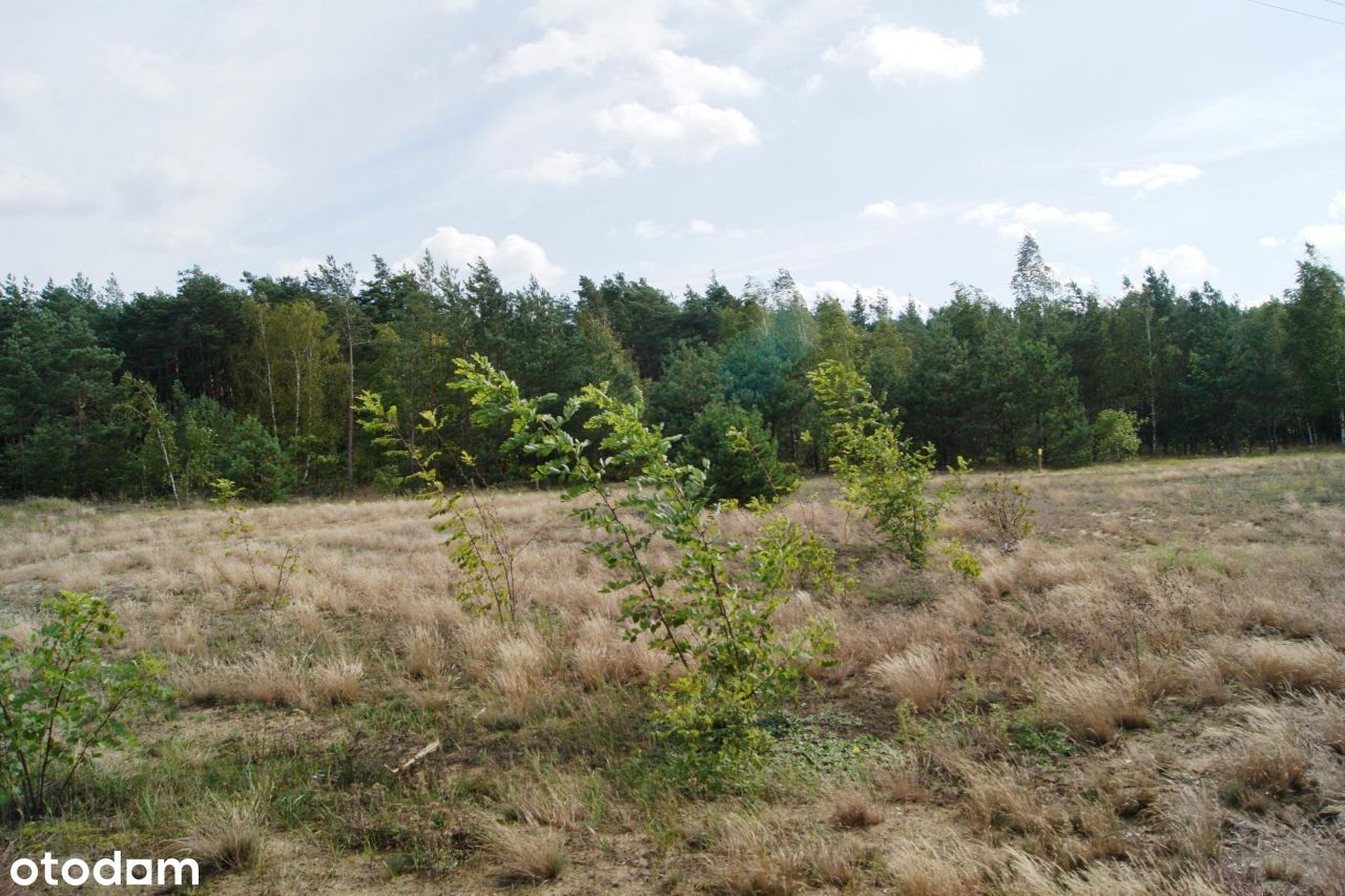 Działka pod budowę Biechowy, gmina Kramsk