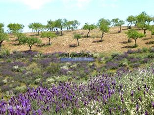 7,8ha p/ construção Casa de Campo e plantações. Trás-os-Montes, Alf... - Grande imagem: 4/9