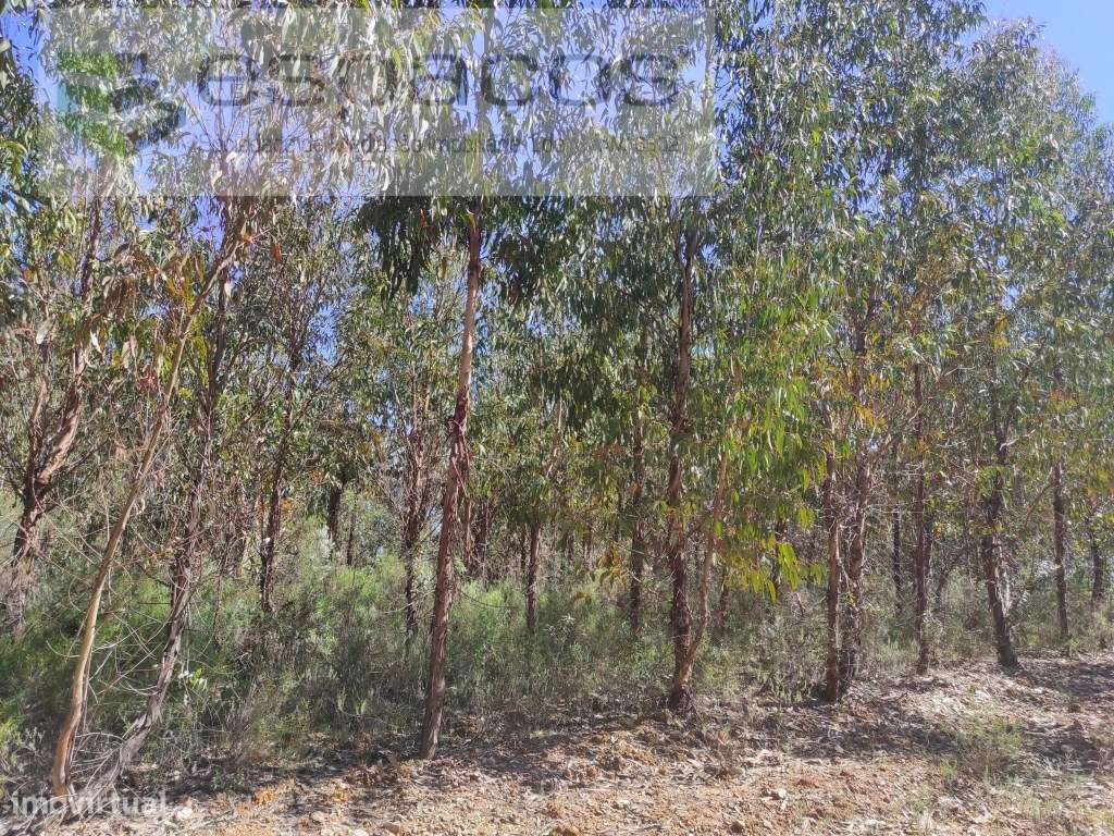 Terreno Rustico - Grande imagem: 5/12