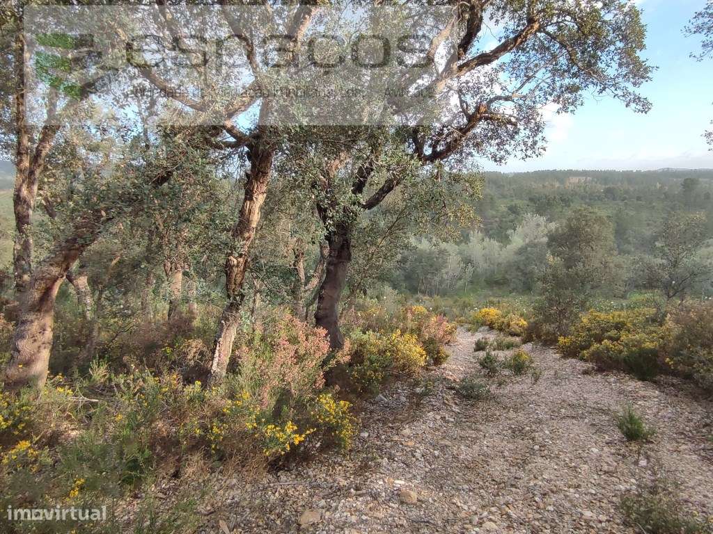 Terreno com sobreiros e poço - Sarzedas - Grande imagem: 4/12