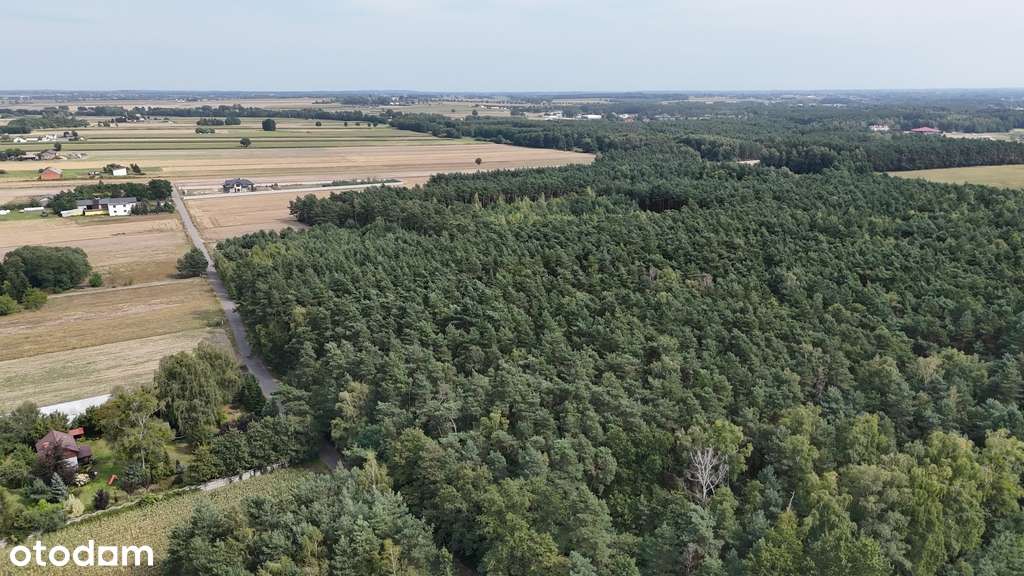 Las na sprzedaż - Koźlątków, gm. Lisków - Pełny obrazek: 4/4