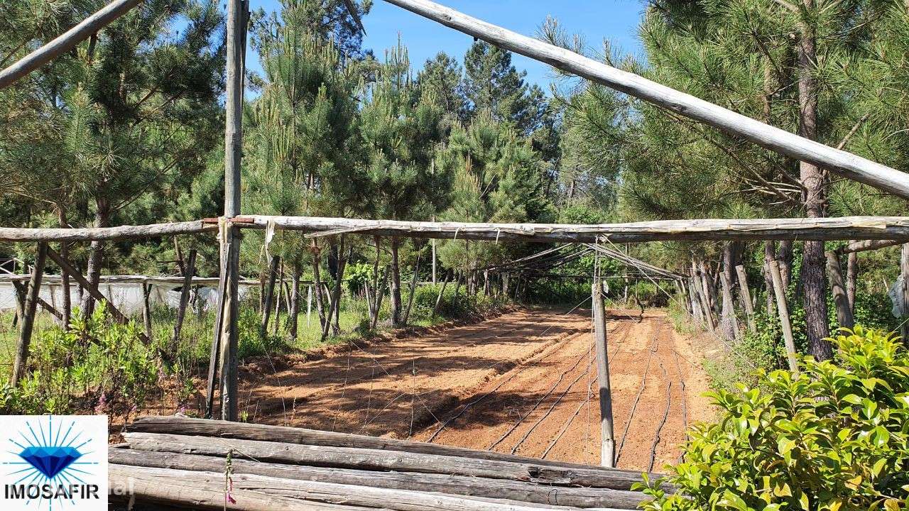 Terreno 1 Hectar com furo e sistema de rega - Grande imagem: 5/7