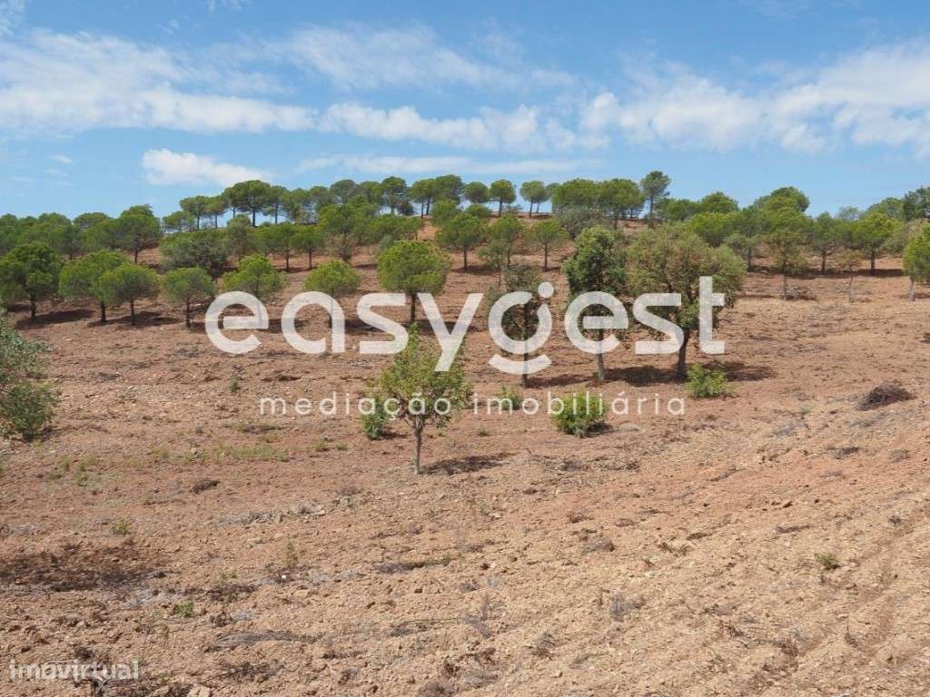 Terreno agrícola com pinheiros, oliveiras e sobreiros em Atalaias - Grande imagem: 3/22