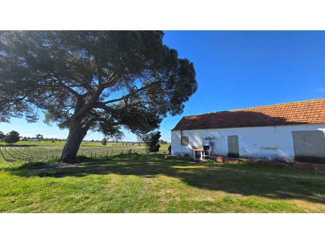Herdade de 28.000m2 com vinha moscatel e habitações-5