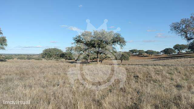 Terreno 6,2 ha-7