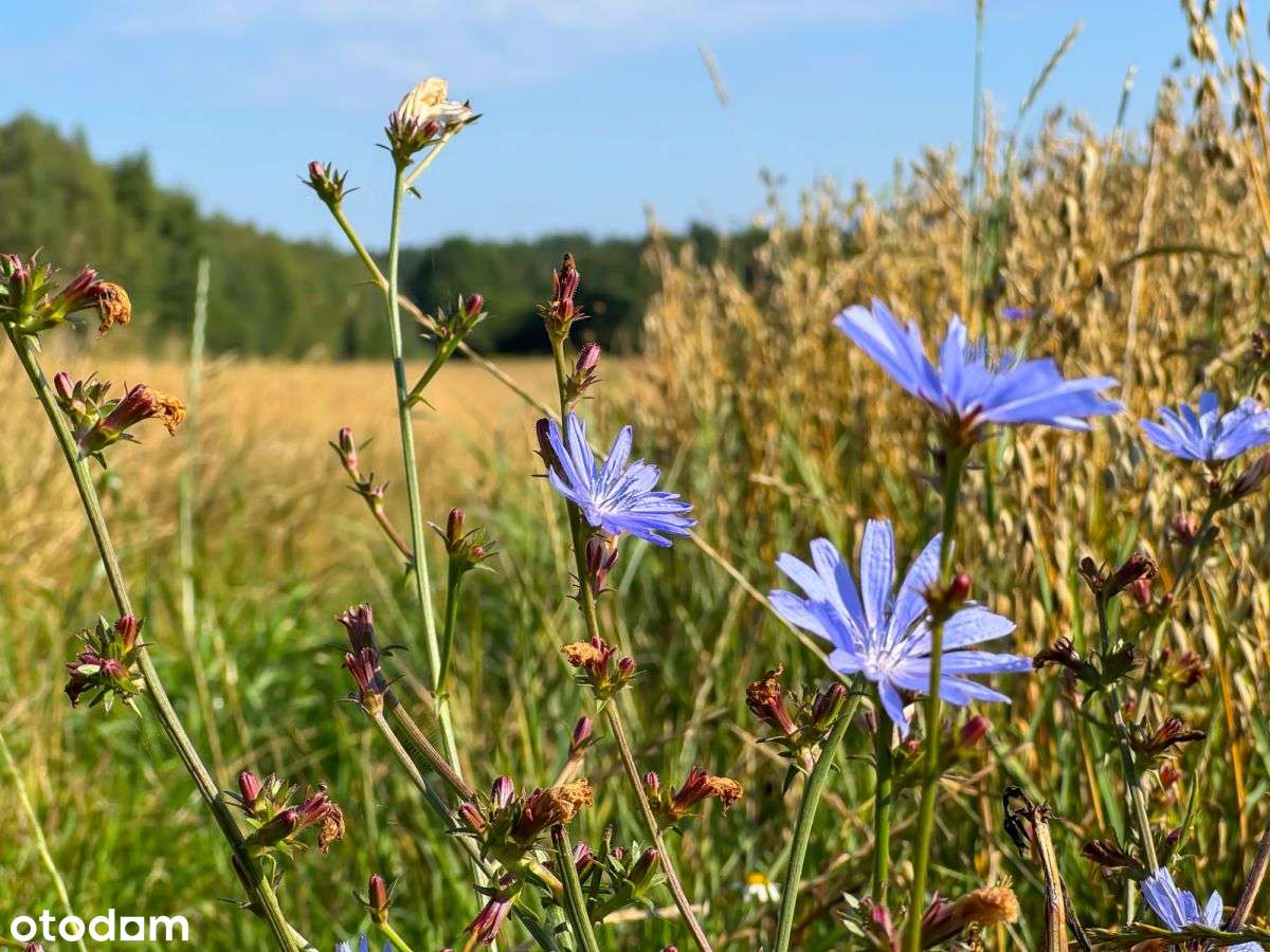 Osada Leśna Polana - Twój azyl wśród natury - Pełny obrazek: 5/12