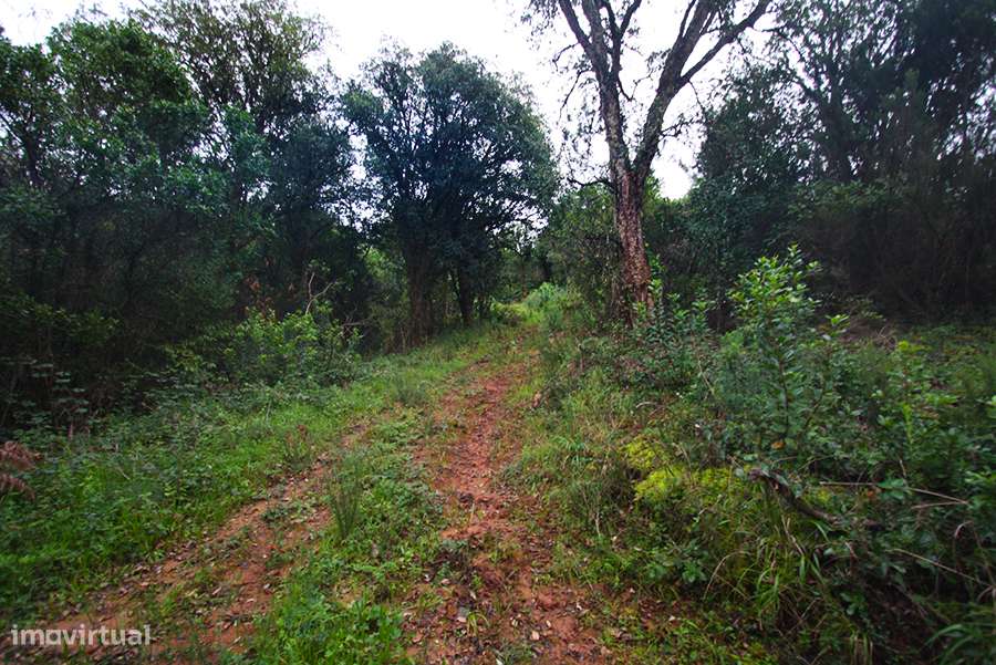 Grande propriedade, com floresta e 2 ruínas, Fraldeu, Óbidos-5