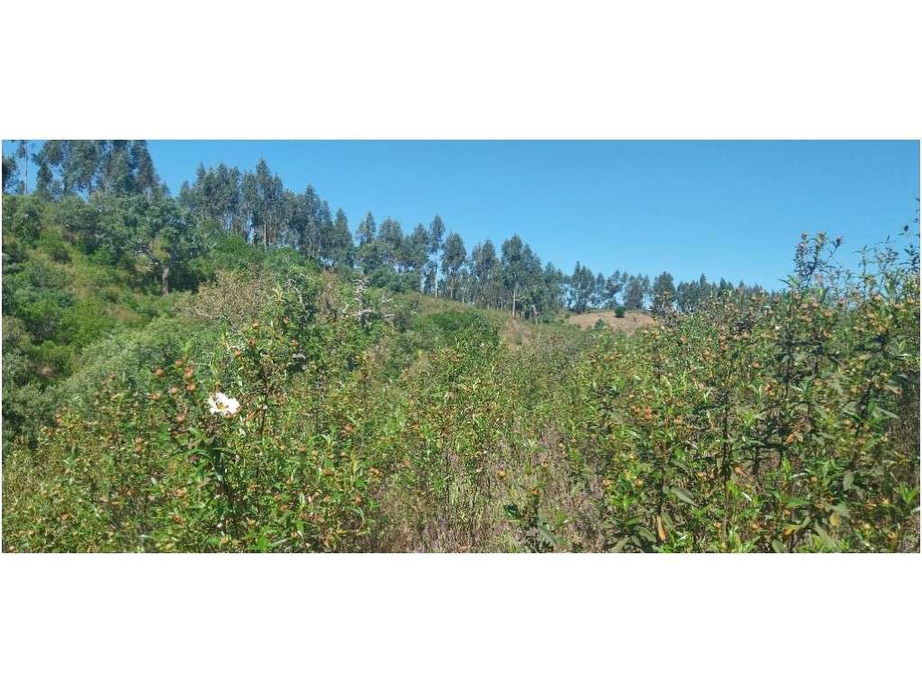 TERRENO RÚSTICO (7,725ha)-15