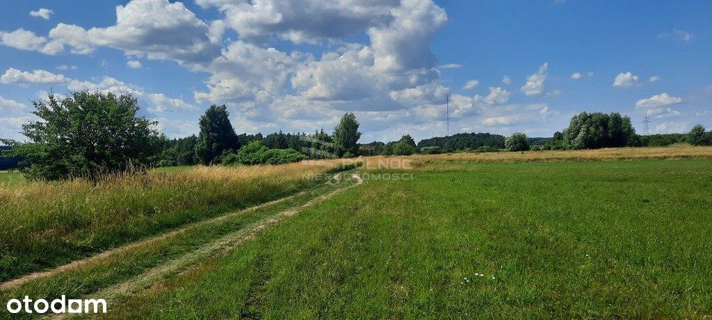 Dzaiłka rolna. Dobrzyniewo Kościelne.