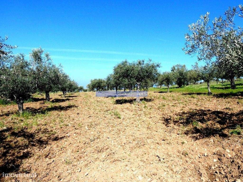 6,95 HA OLIVAL e CASA de CAMPO. Portugal, Barca dAlva, F. C. Rodrigo. - Grande imagem: 5/9