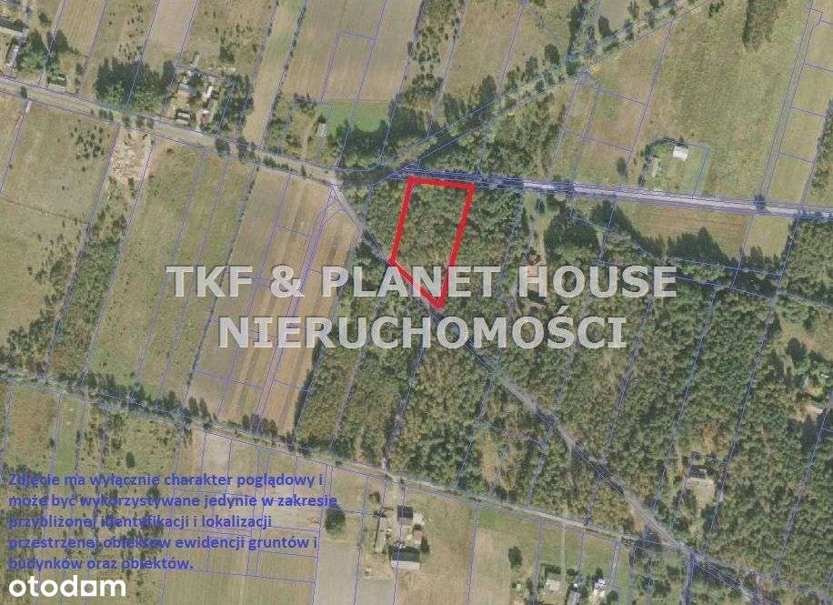 Działka leśna 4408 m2 Młoszów gm. Wolbórz - Pełny obrazek: 3/3