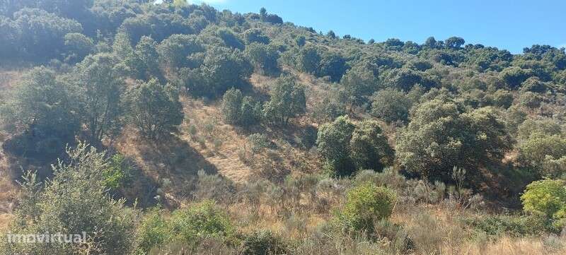 Terreno rústico em Carris, Pereiros, São João da Pesqueira - Grande imagem: 4/20