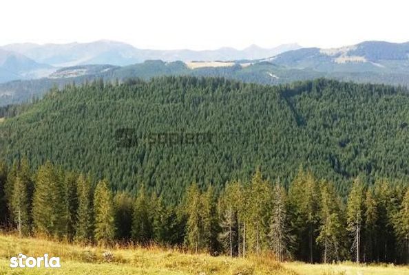 Sapient | Teren forestier și pășune alpină - Maramureș
