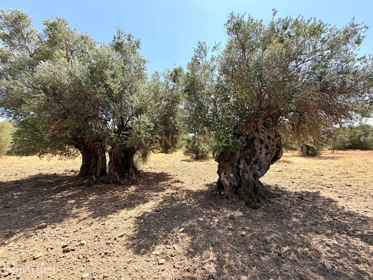Herdade de Pandeira, Vinha e Olival em Produção em Reguengos de Monsar-11