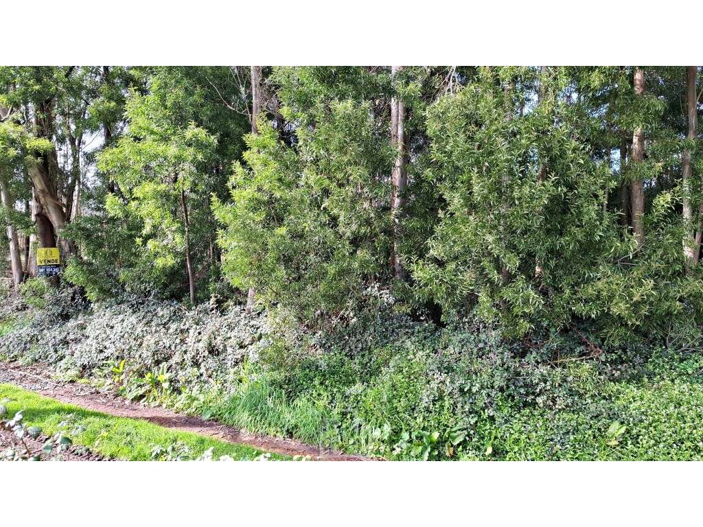 Terreno Rústico - São João, Ovar - Grande imagem: 3/5