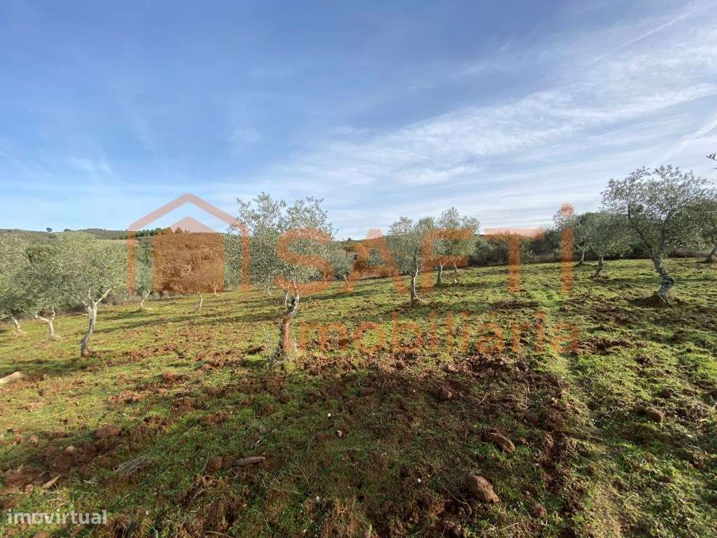 Olival de Excelência com 2,2 Hectares em Macedo de Cavaleiros - Pro...-20