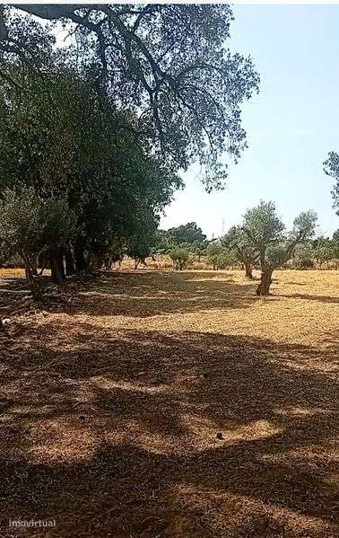 Monte alentejano 7500m2 - Grande imagem: 5/5