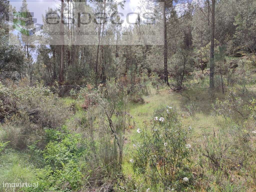 Terreno rústico próximo de Castelo Branco - Grande imagem: 2/10