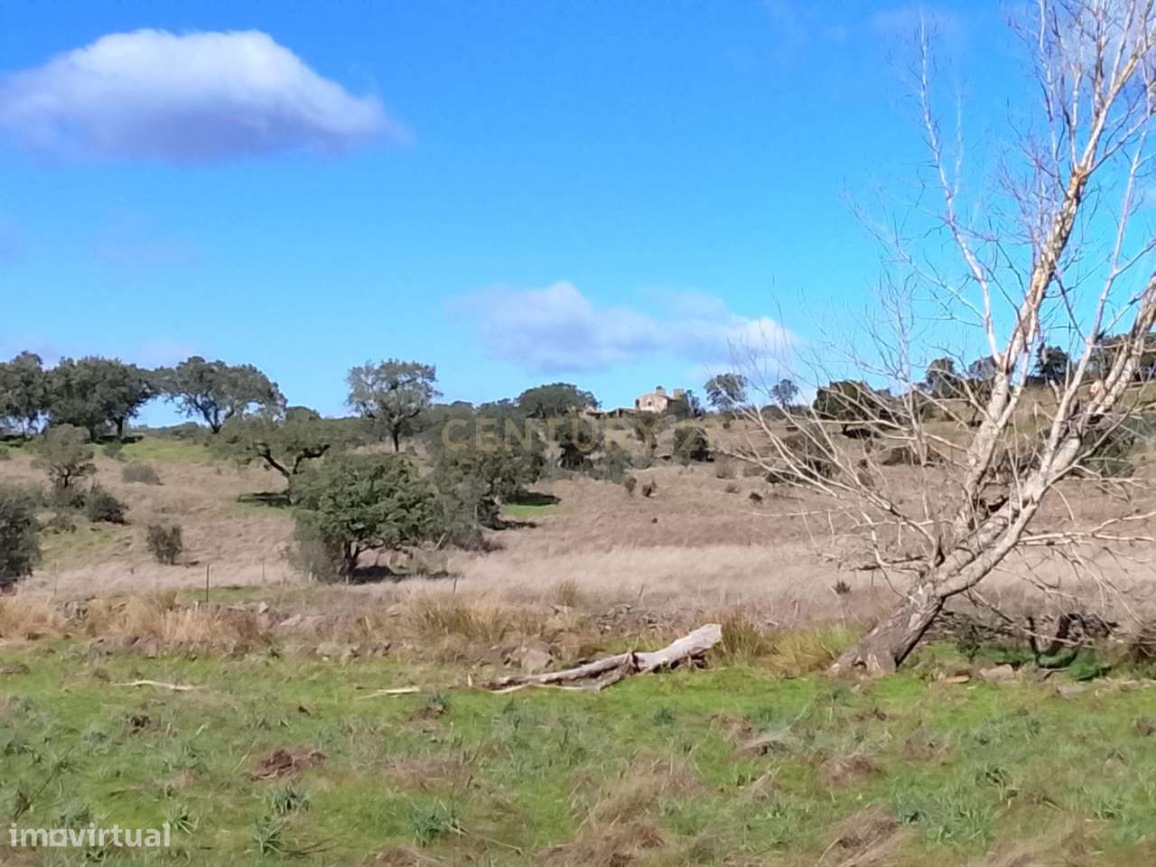 Oportunidade! Quinta em Nisa, 53ha - Grande imagem: 4/10