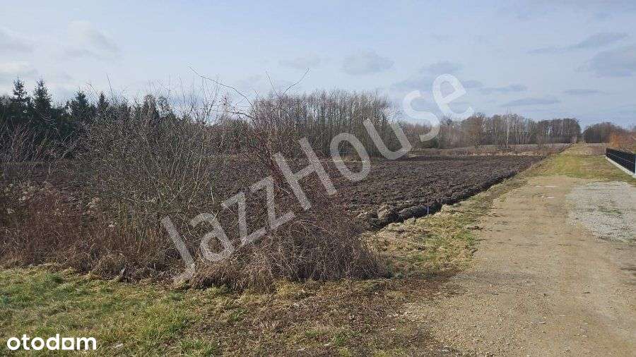 Działka Pasikonie Kampinos - Pełny obrazek: 5/5