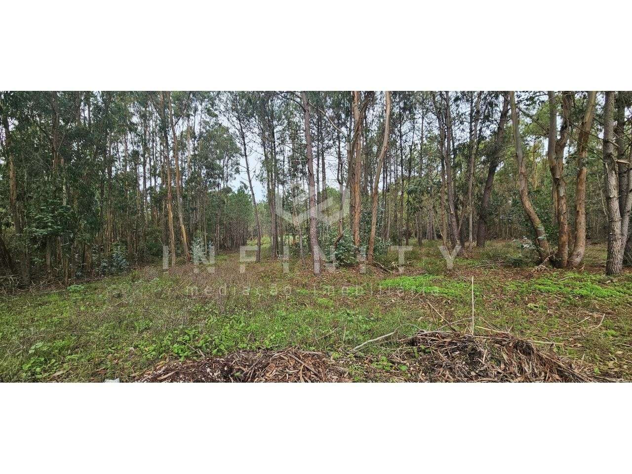 Terreno agrícola de 6000m² com boa localização - Grande imagem: 2/4