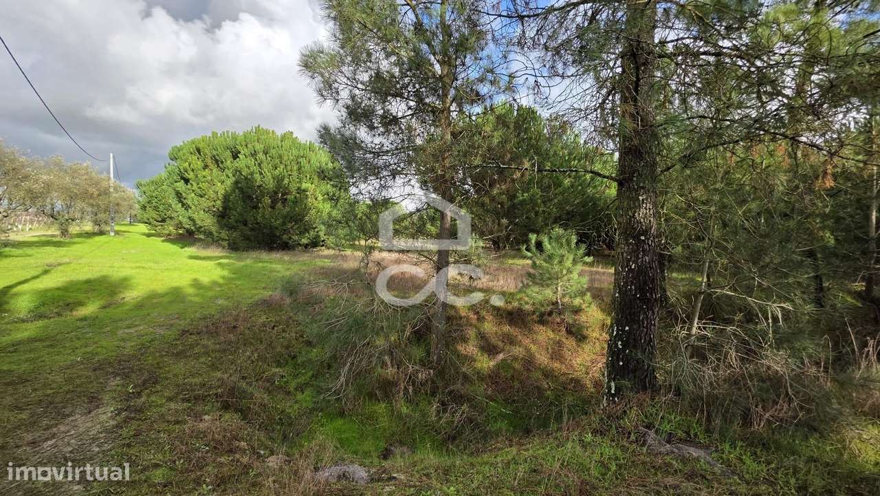 Terreno com 4,35 ha em Pegões Velhos: Potencial Agrícola e Viabilidade - Grande imagem: 5/8