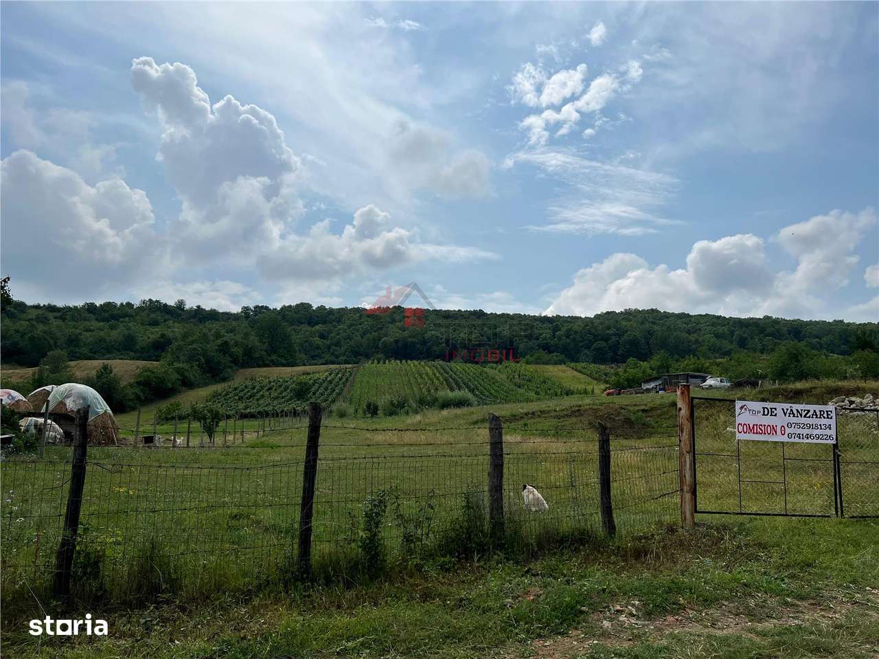 Teren Tomesti 3750MP - Imagine principală: 2/8