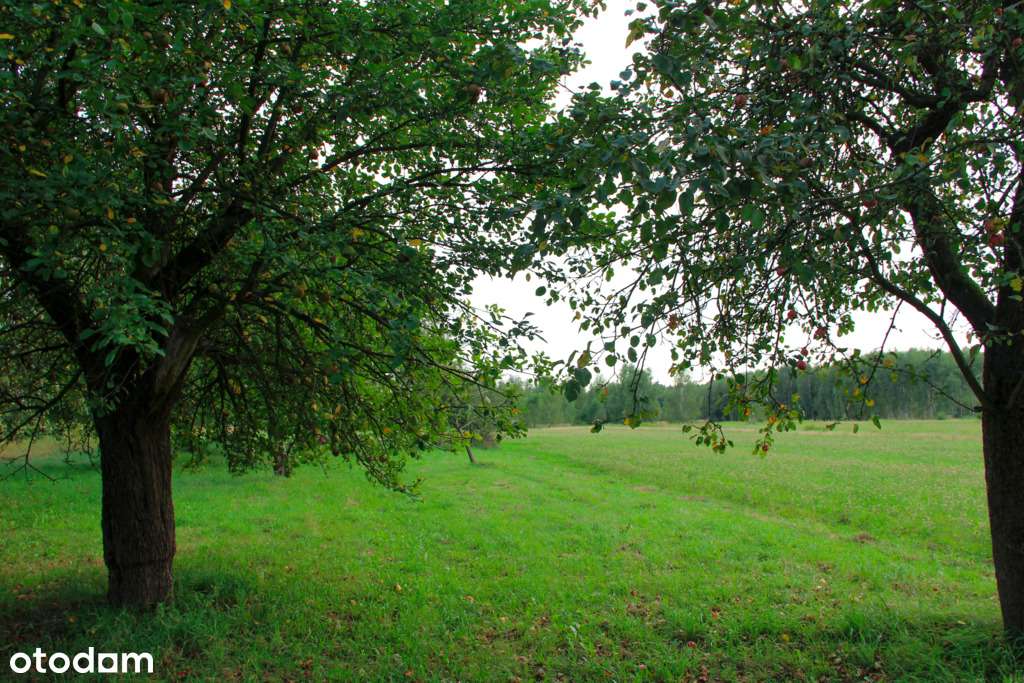 Duża działka z możliwością zabudowy - Pełny obrazek: 5/11