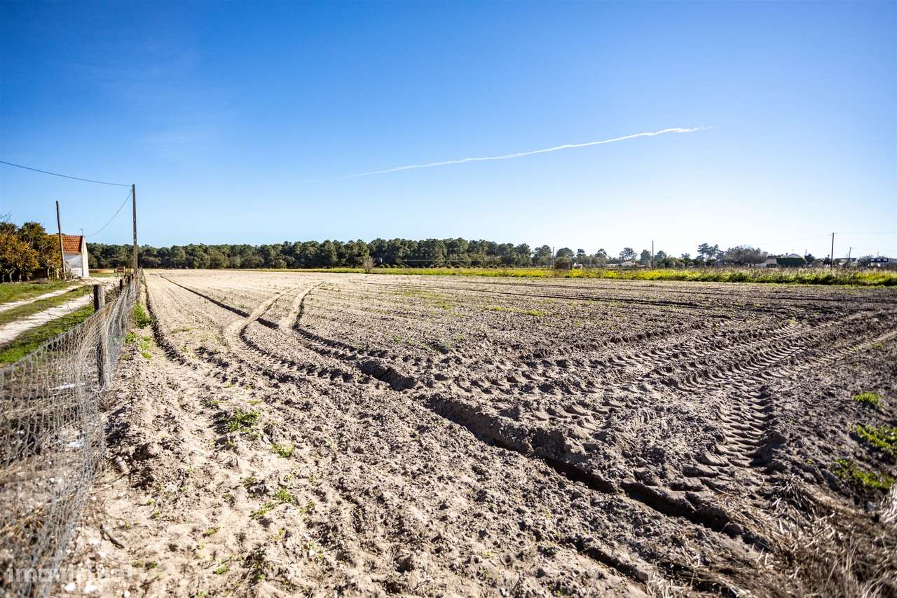 Terreno Rústico  Venda em Salvaterra de Magos e Foros de Salvaterra,Sa - Grande imagem: 3/4