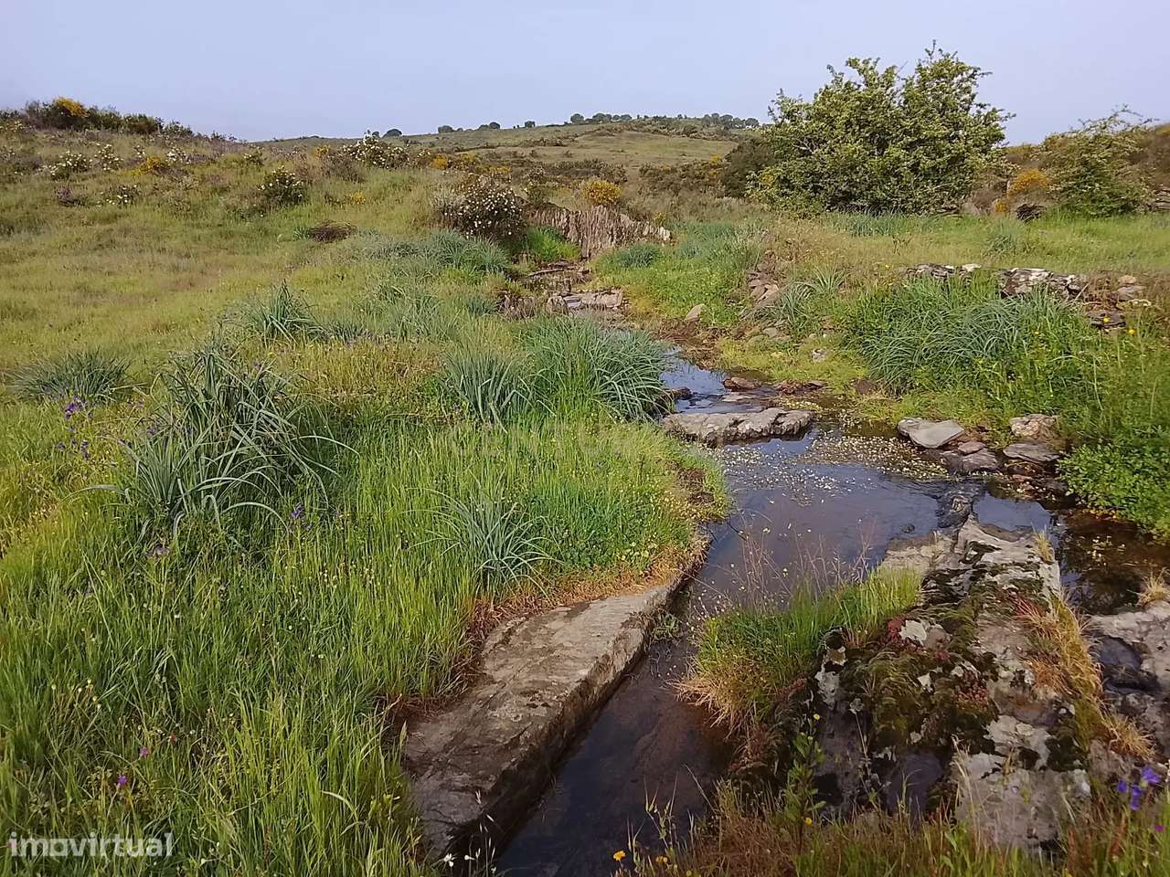 Terreno rústico 16.6ha Montalvão, Nisa-8