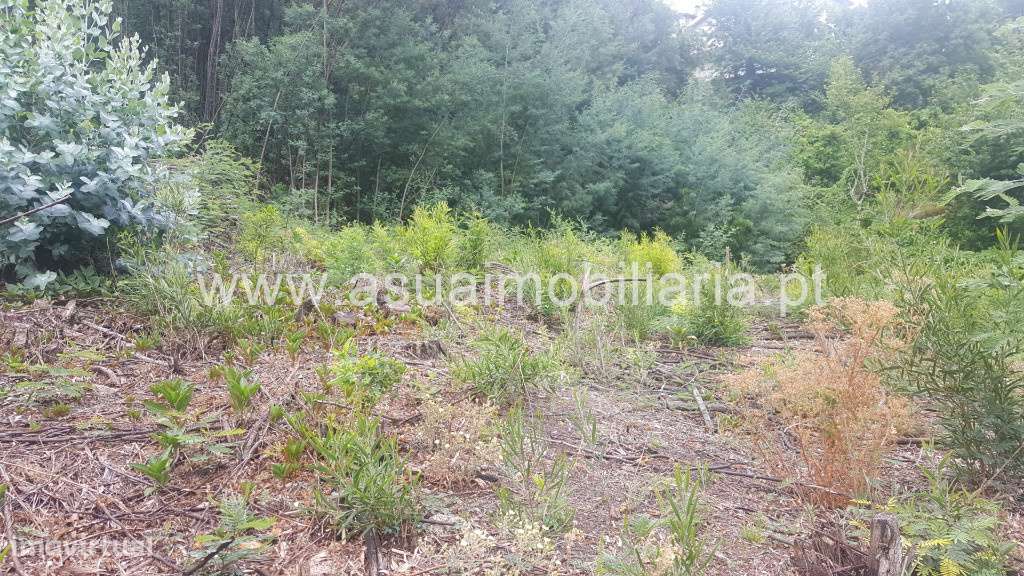 Terreno - Vilar da Veiga - Grande imagem: 4/5