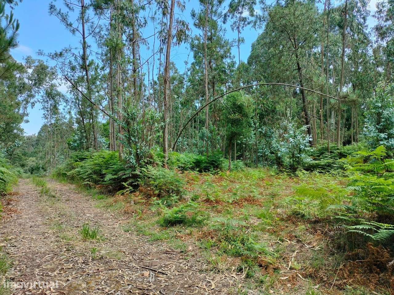 Terreno com mais de 12.000 m2 em Idanha, Espinho - Grande imagem: 4/6