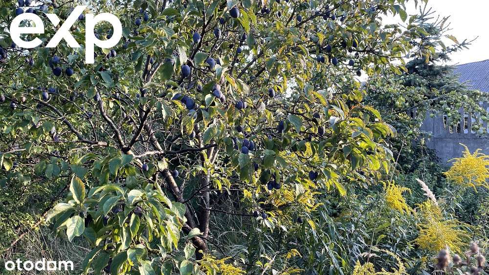 Sprzedam piękną działkę, Regnów okolice Rawy Maz. - Pełny obrazek: 4/15