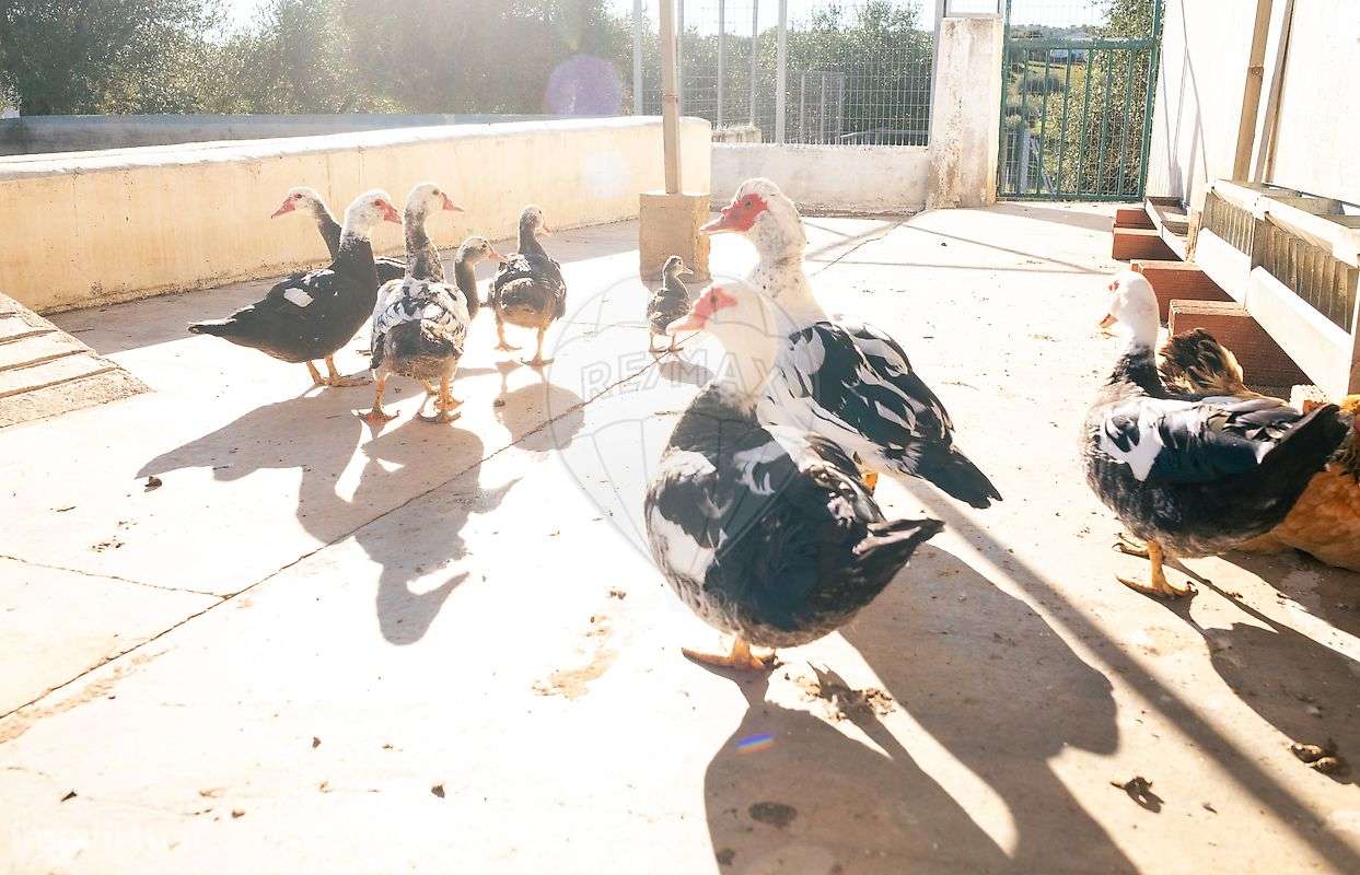 Quinta T10 para venda-48