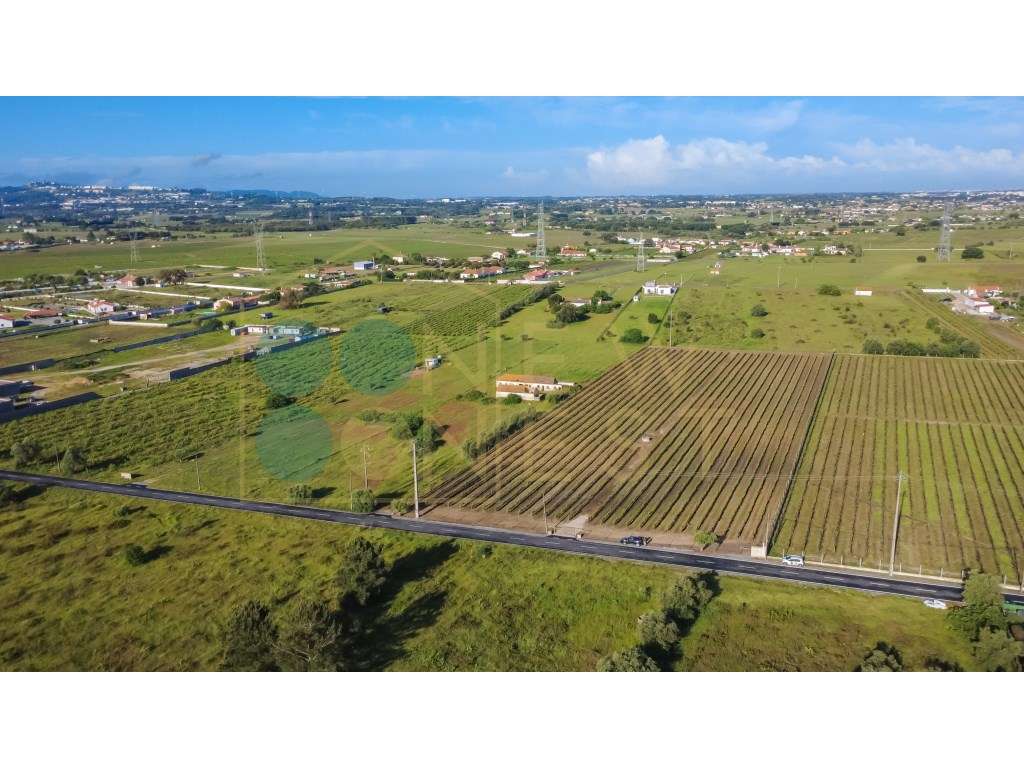 Quintinha com 6.688m ² e ruína para reconstrução | Arraiados, Pinha...-7