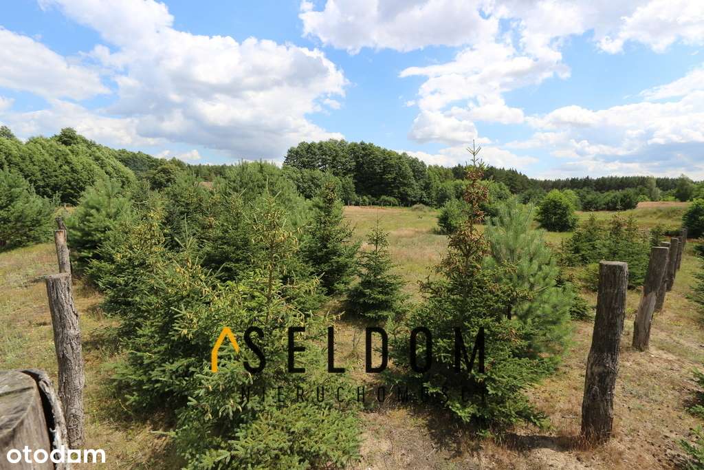 Działka z Warunkami Zabudowy - Ostrowo gm. Powidz - Pełny obrazek: 4/5