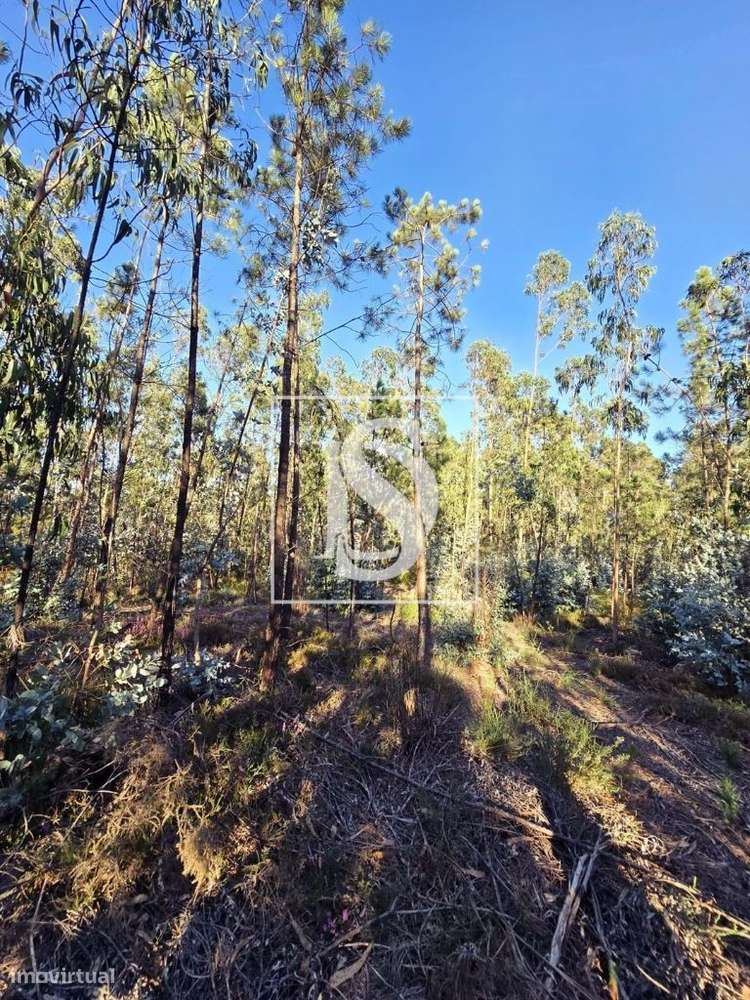 Terreno rústico – Laúndos – Póvoa de Varzim - Grande imagem: 5/11