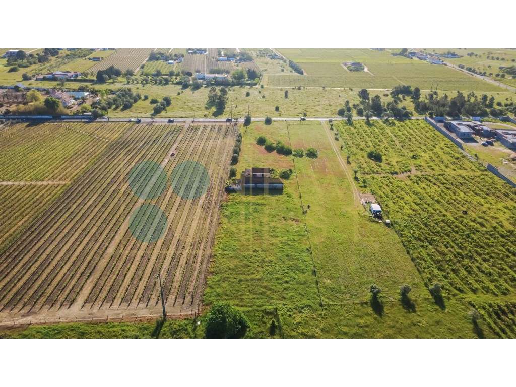 Quintinha com 6.688m ² e ruína para reconstrução | Arraiados, Pinha...-10