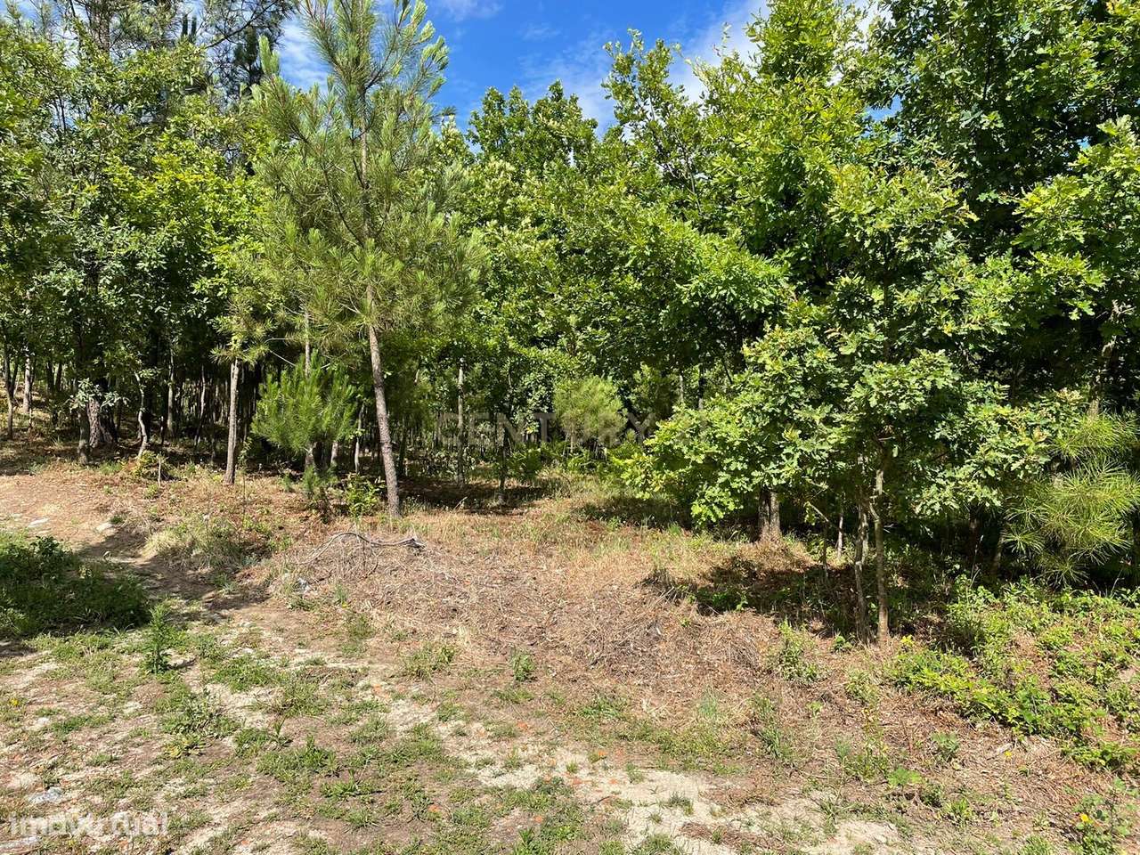 Terreno Rustico - Grande imagem: 2/6