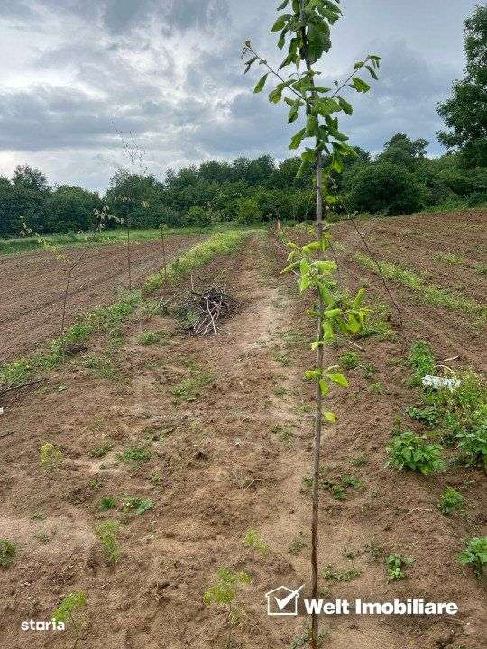 Teren extravilan cu gradina in Saliste - Imagine principală: 3/8