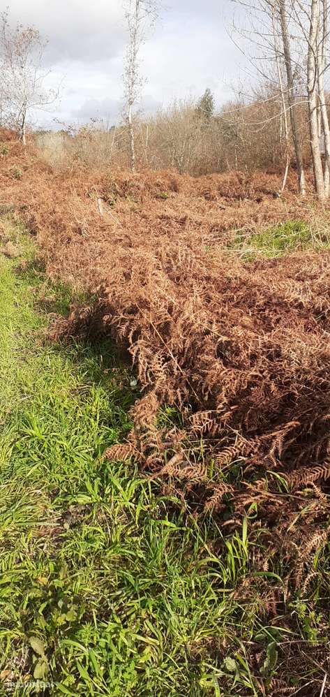 Terreno em Lobão-14