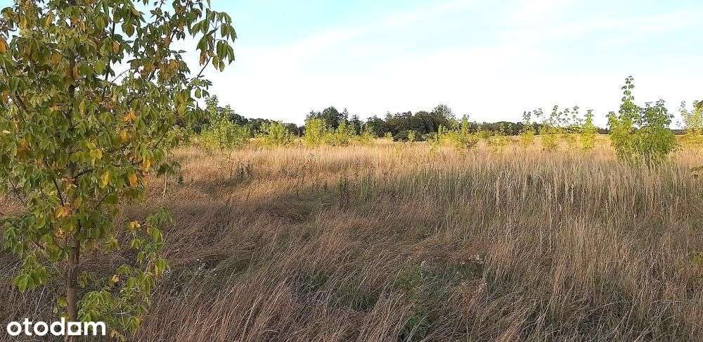 Działka, 900 m², Wilczyna - Pełny obrazek: 5/8