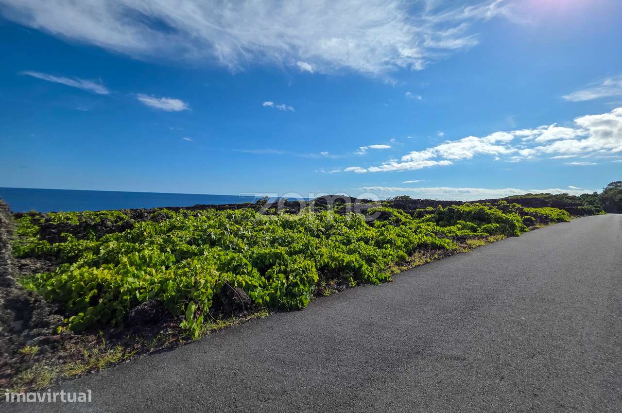 Terreno de vinhas com 1.467 m2, em São Caetano na Ilha do Pico - Grande imagem: 5/12