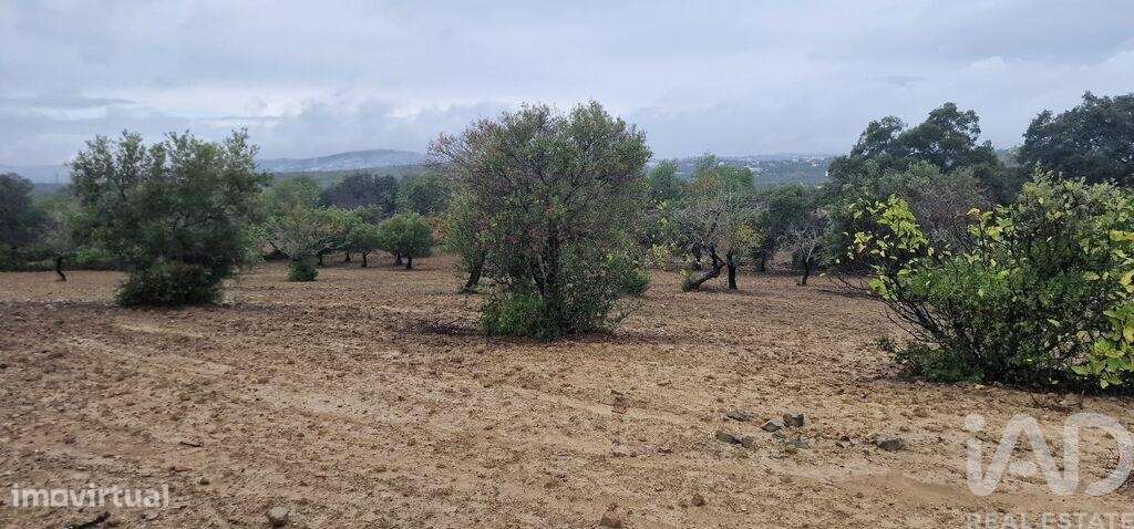 Terreno Agrícola em São Brás de Alportel de 3400,00 m2 - Grande imagem: 5/7
