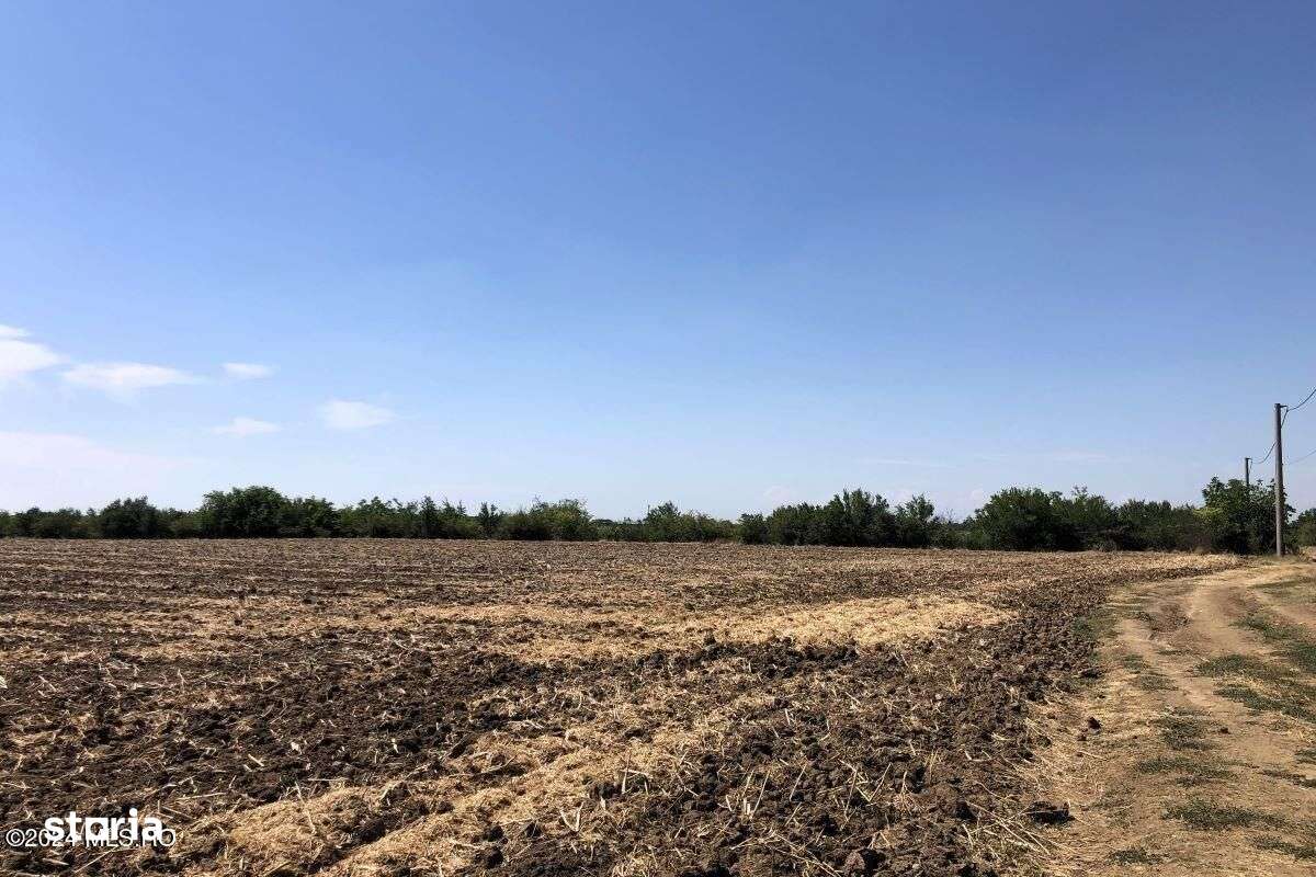 Moara Vlasiei - langa Padurea Biglaru, 11.884 mp, deschidere 40 ml - Imagine principală: 4/15