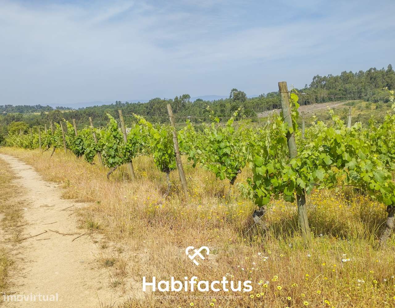 Oportunidade Única: Quinta Excepcional com Vinha de Castas Selecionada - Grande imagem: 4/7