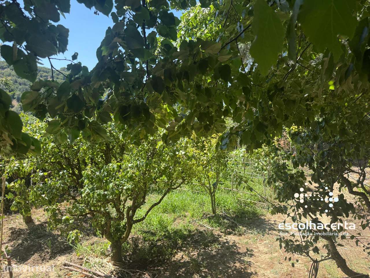 Quinta unica em pleno coração da Arrabida-37