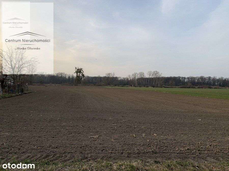 Działka budowlana w Chełmnie - Pełny obrazek: 4/9