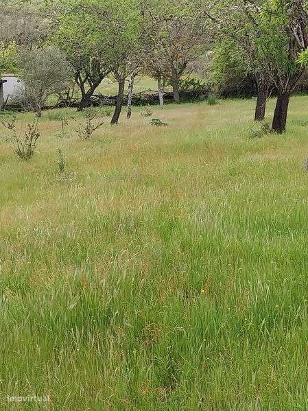 Terrenos no campo perto de vilar formoso - Grande imagem: 4/12