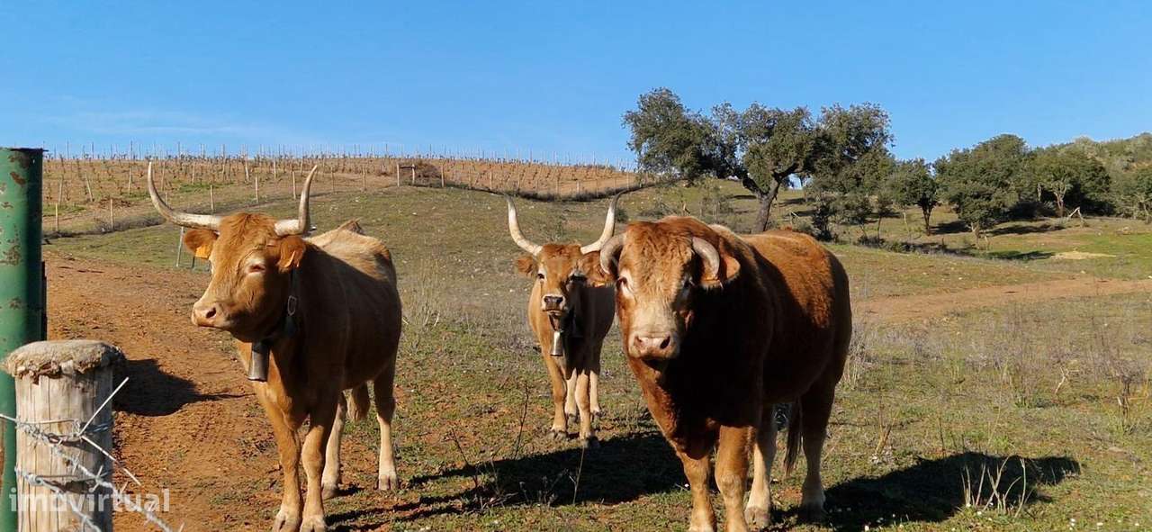 Herdade de 62 Hectares no Coração do Alentejo – Évora  - Agricultura --15